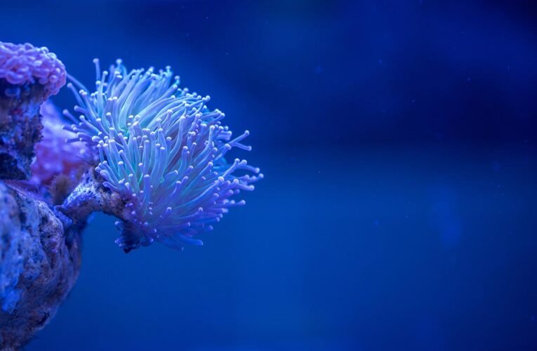 First ever black hole image released