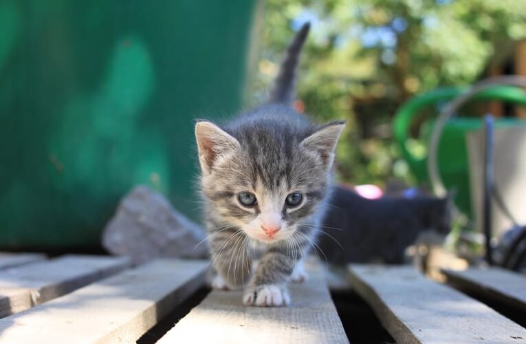 Hundreds set off on new migrant caravan